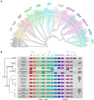 Comparative genomics of Hox and ParaHox genes among major lineages of Branchiopoda with emphasis on tadpole shrimps
